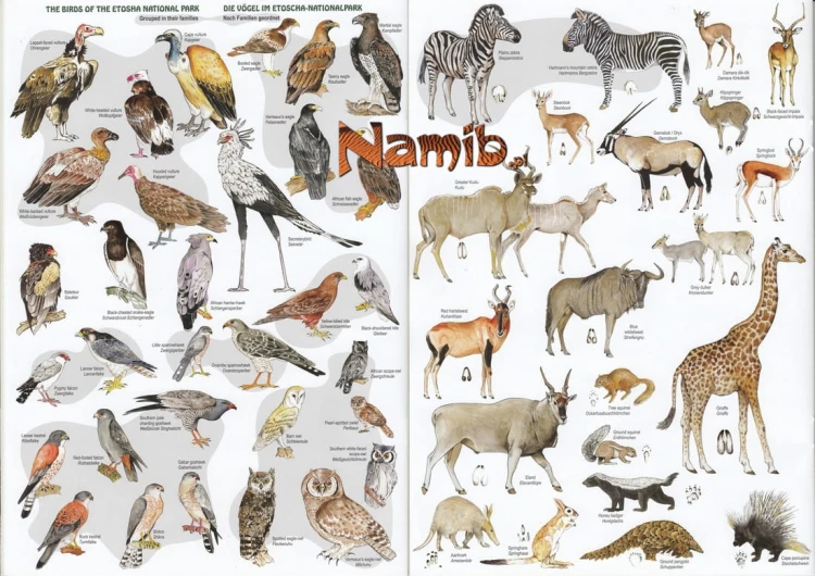 ZESTAW_NAMIBIA2-MAPA_05.jpg